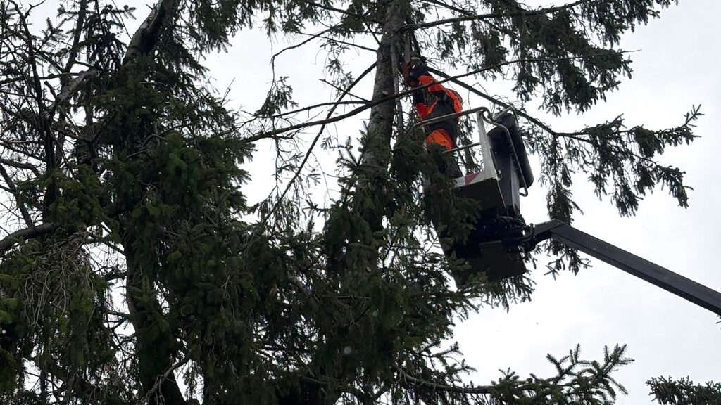 Baumfällung mit Arbeitsbühne: der Korb steht oben in der Fichtenkrone, ein Mann in oranger Schnittschutzkleidung trägt den Baum Stück für Stück ab