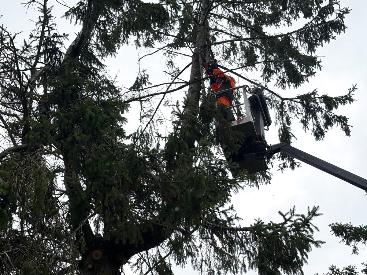 Baumfällung mit Arbeitsbühne: der Korb steht oben in der Fichtenkrone, der Baum wird von oben Stück für Stück abgetragen