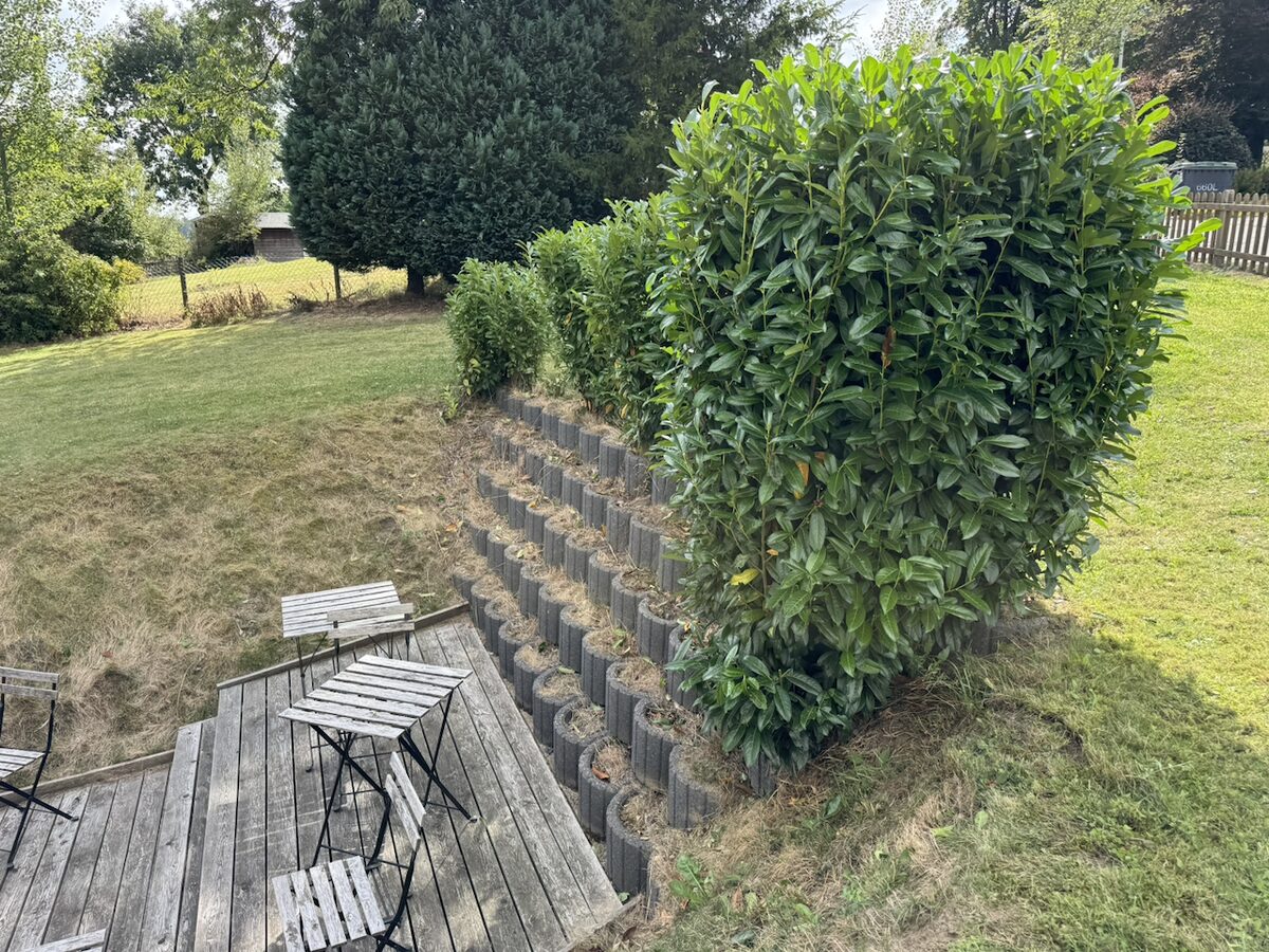 Frisch in Form geschnittene Kirschlorbeerhecke neben einer Holzterrasse, davor gemähter Rasen