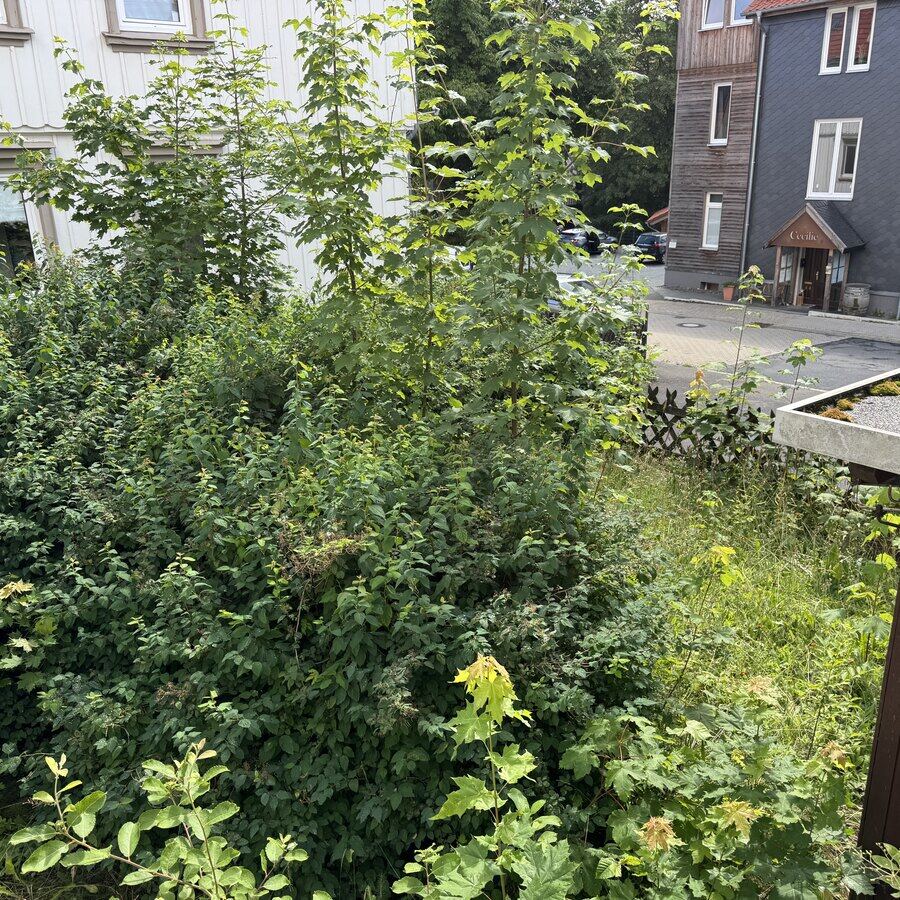 Zugewachsener Streifen neben einem Wohnhaus vor der Rodung